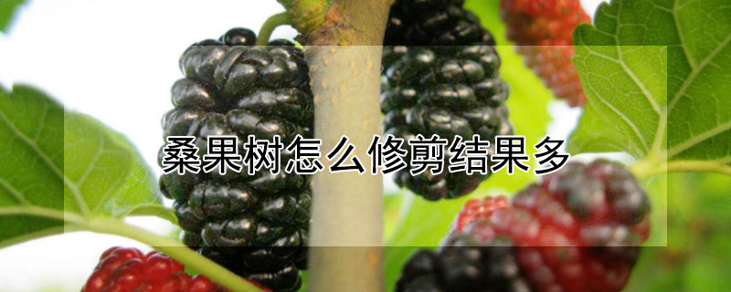 桑果樹怎麼修剪結果多