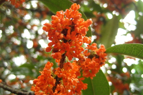 盆栽桂花怎麼養