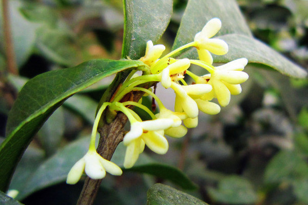 盆栽桂花怎麼養