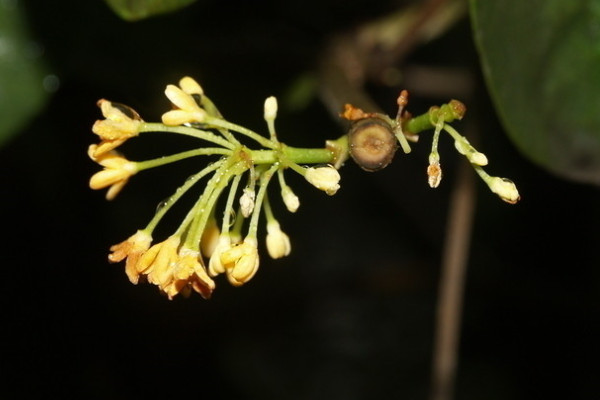 桂花什麼時候剪枝