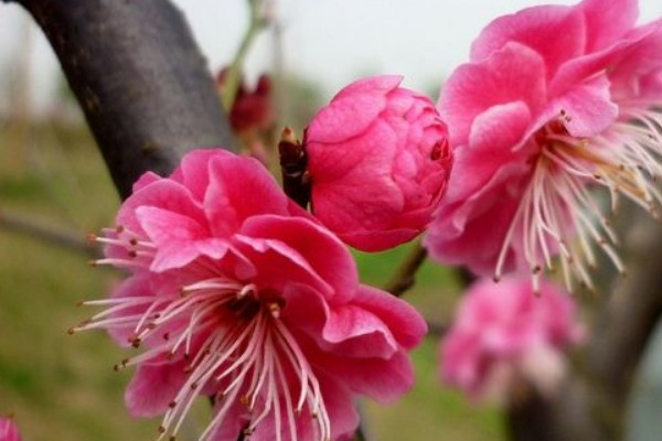 梅花幾月份開花