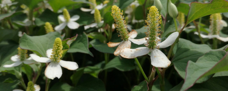 魚腥草幾月份發芽