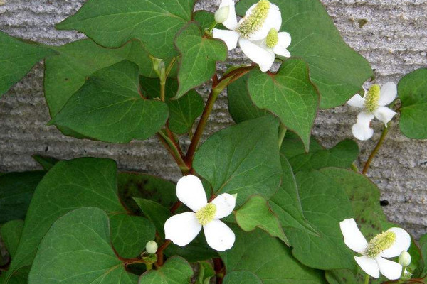 魚腥草幾月份發芽