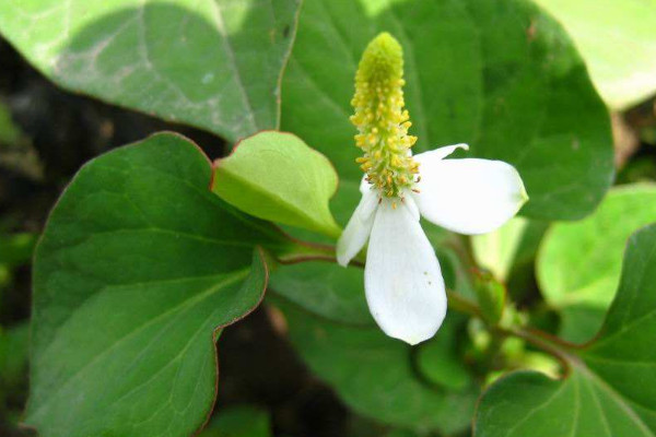 魚腥草幾月份發芽