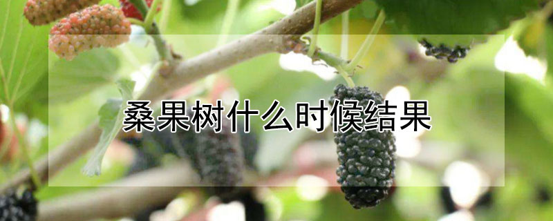 桑果樹什麼時候結果