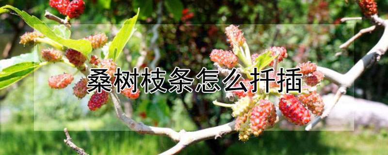 桑樹枝條怎麼扡插