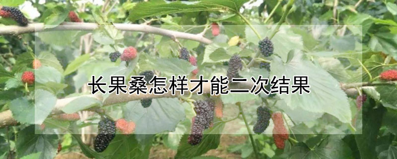 長果桑怎樣才能二次結果