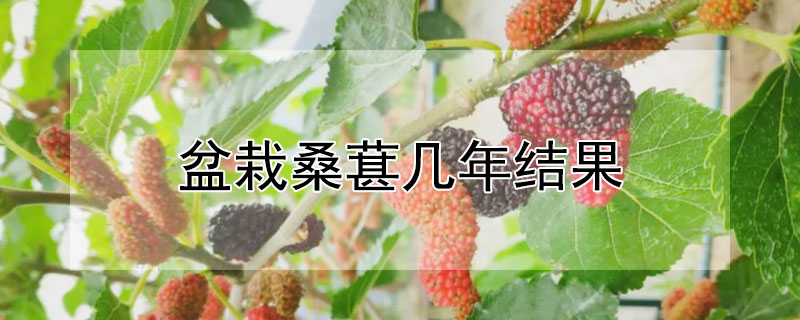 盆栽桑葚幾年結果