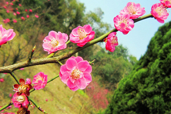 梅花夏天怎麼養