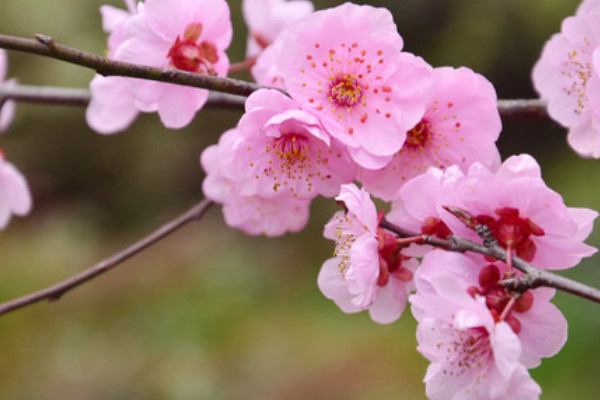 梅花夏天怎麼養