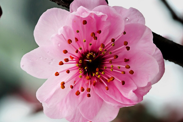 梅花秋天開花嗎