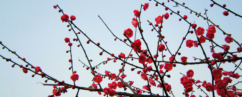 梅花秋季怎麼管理