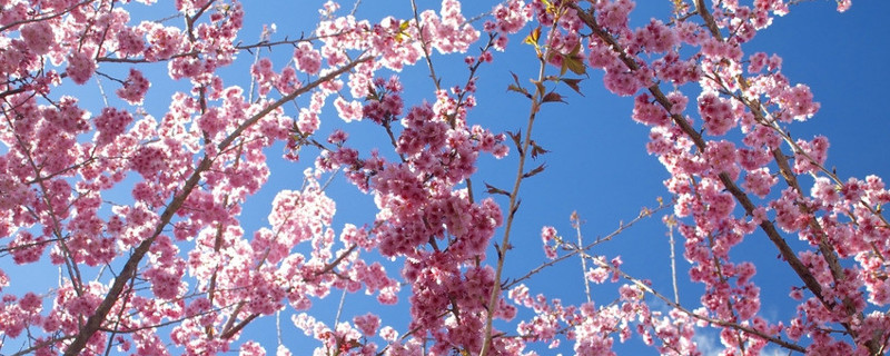 梅花冬天怎麼養