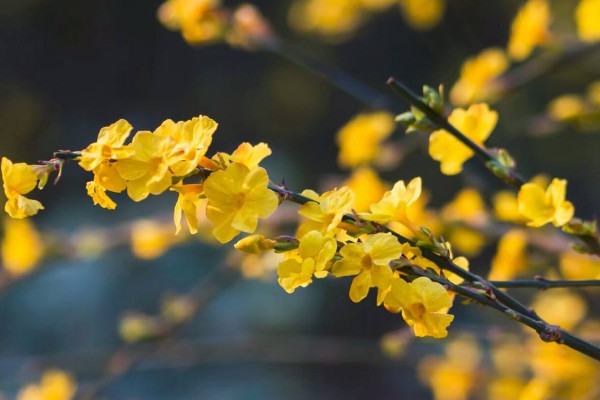 探春花與迎春花的區別