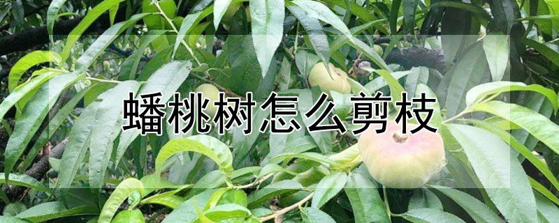 蟠桃樹怎麼剪枝