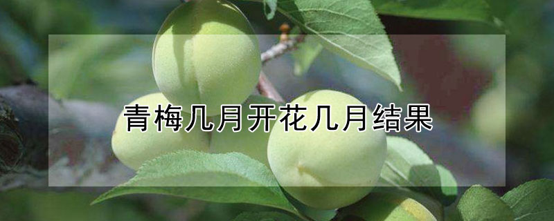 青梅幾月開花幾月結果