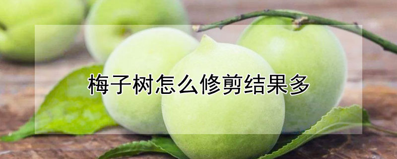 梅子樹怎麼修剪結果多