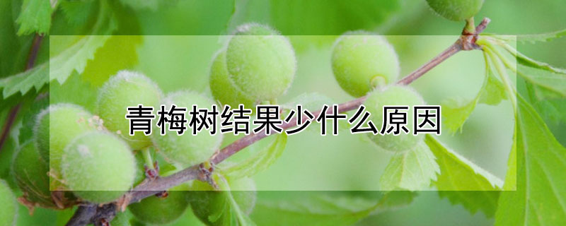 青梅樹結果少什麼原因