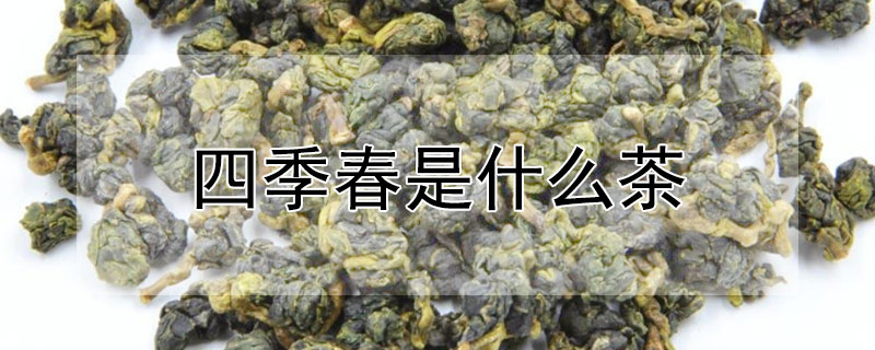 四季春是什麼茶