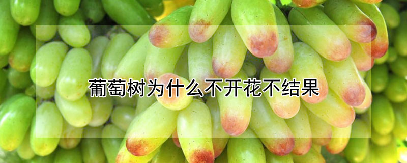 葡萄樹為什麼不開花不結果