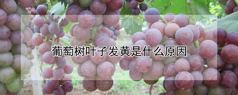 葡萄樹葉子發黃是什麼原因