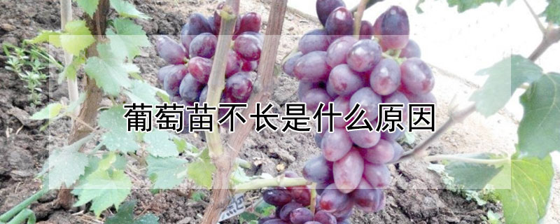 葡萄苗不長是什麼原因