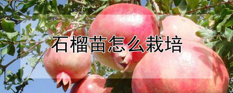 石榴苗怎麼栽培