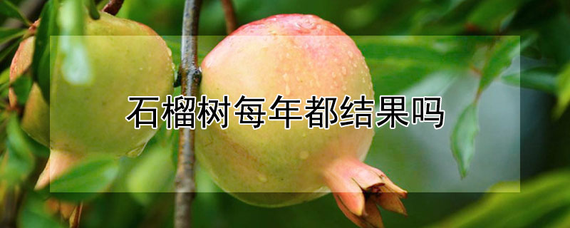 石榴樹每年都結果嗎