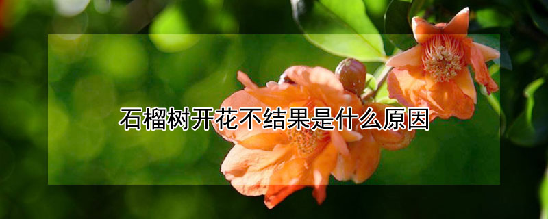 石榴樹開花不結果是什麼原因