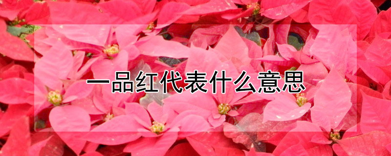 一品紅代表什麼意思