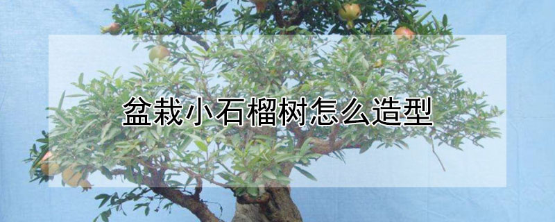 盆栽小石榴樹怎麼造型