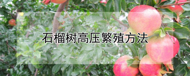 石榴樹高壓繁殖方法