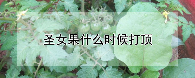 聖女果什麼時候打頂