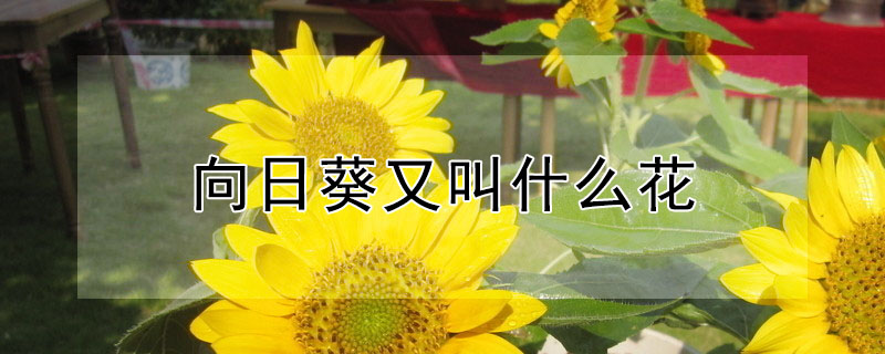 向日葵又叫什麼花