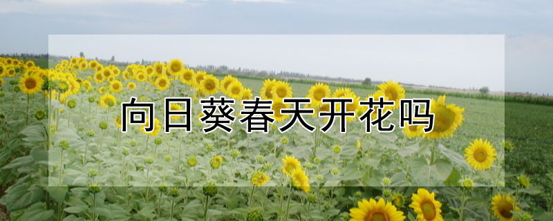 向日葵春天開花嗎