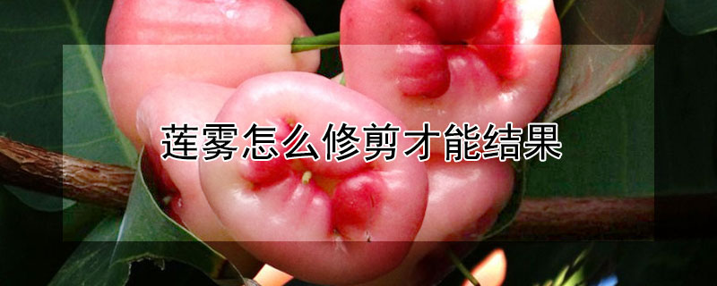 蓮霧怎麼修剪才能結果