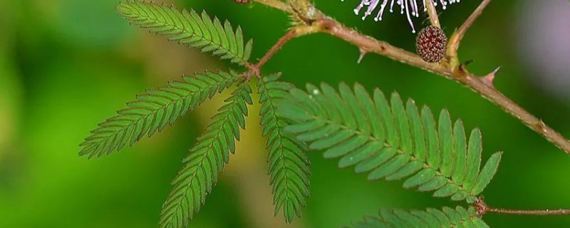 含羞草花籽怎麼種