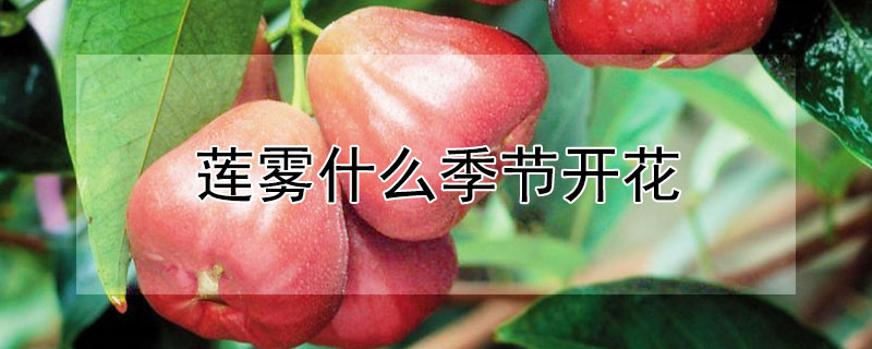 蓮霧什麼季節開花