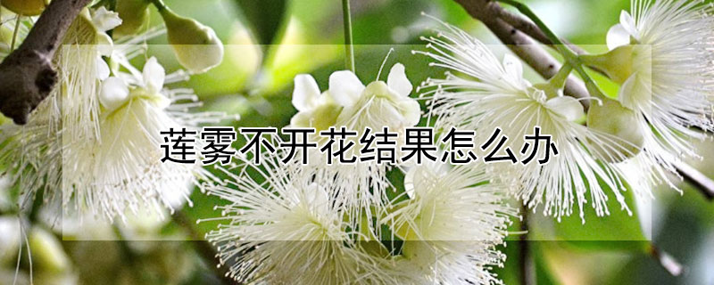 蓮霧不開花結果怎麼辦