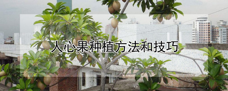 人心果種植方法和技巧