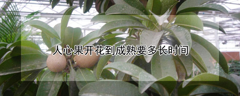 人心果開花到成熟要多長時間