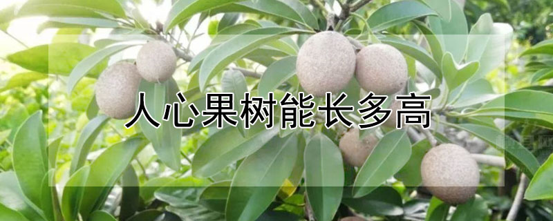 人心果樹能長多高