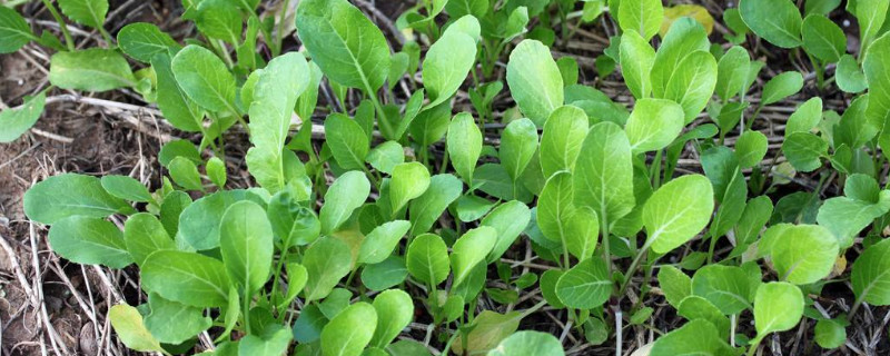 青菜怎麼種植方法