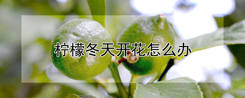 檸檬冬天開花怎麼辦