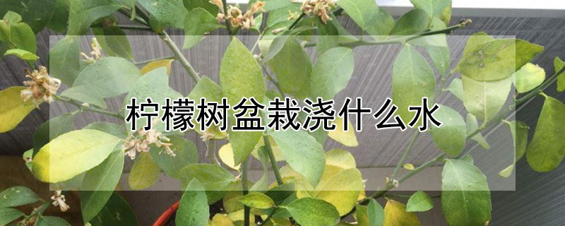 檸檬樹盆栽澆什麼水