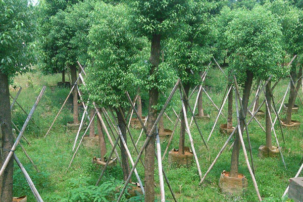 林地適合種植什麼