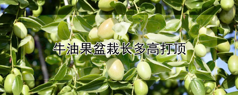 牛油果盆栽長多高打頂