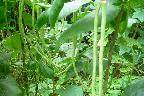 南方豇豆的種植時間和方法