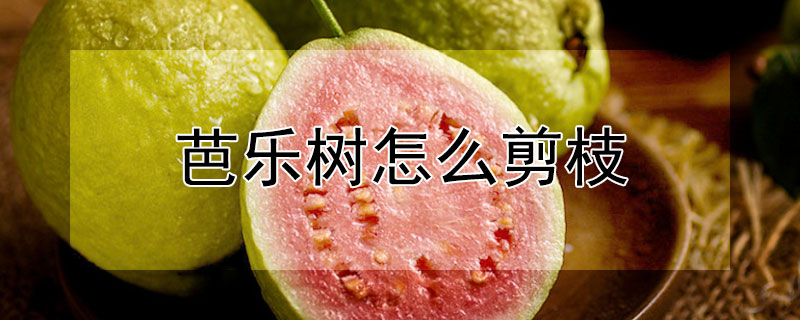 芭樂樹怎麼剪枝