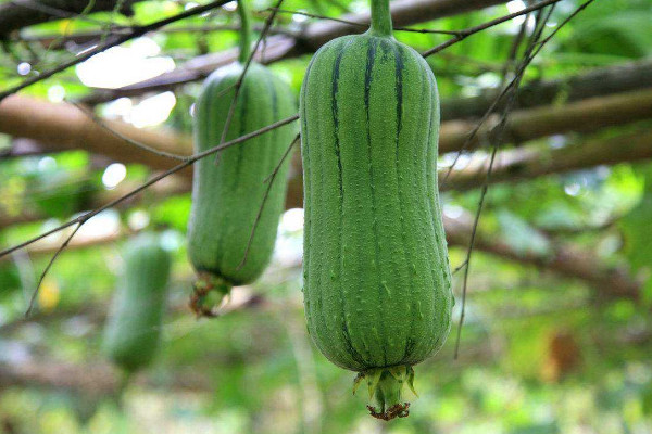 絲瓜怎麼種植才能出苗